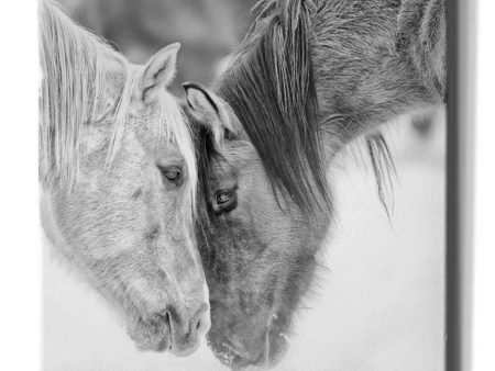 BandW Horses VII  by PH Burchett, Canvas Wall Art Cheap