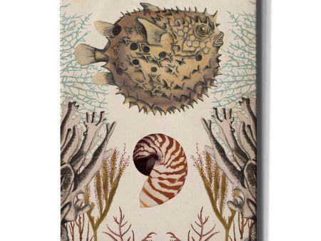 Antiquarian Menagerie-Puffer Fish  by Naomi McCavitt, Canvas Wall Art For Sale