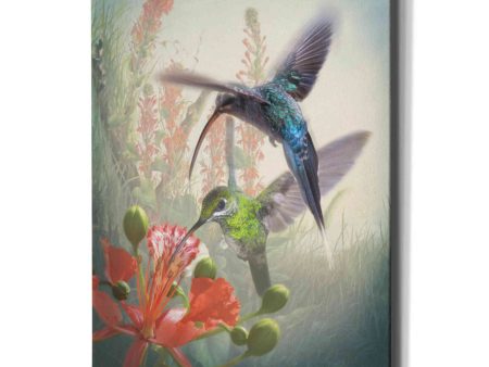 Hummingbird Cycle I  by Steve Hunziker, Canvas Wall Art Online Sale