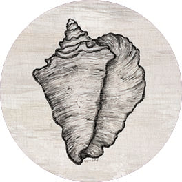 ALP2330RP - Conch Shell - 18x18 Online now