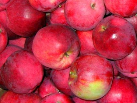 Jonagold Apples (per pound) Hot on Sale